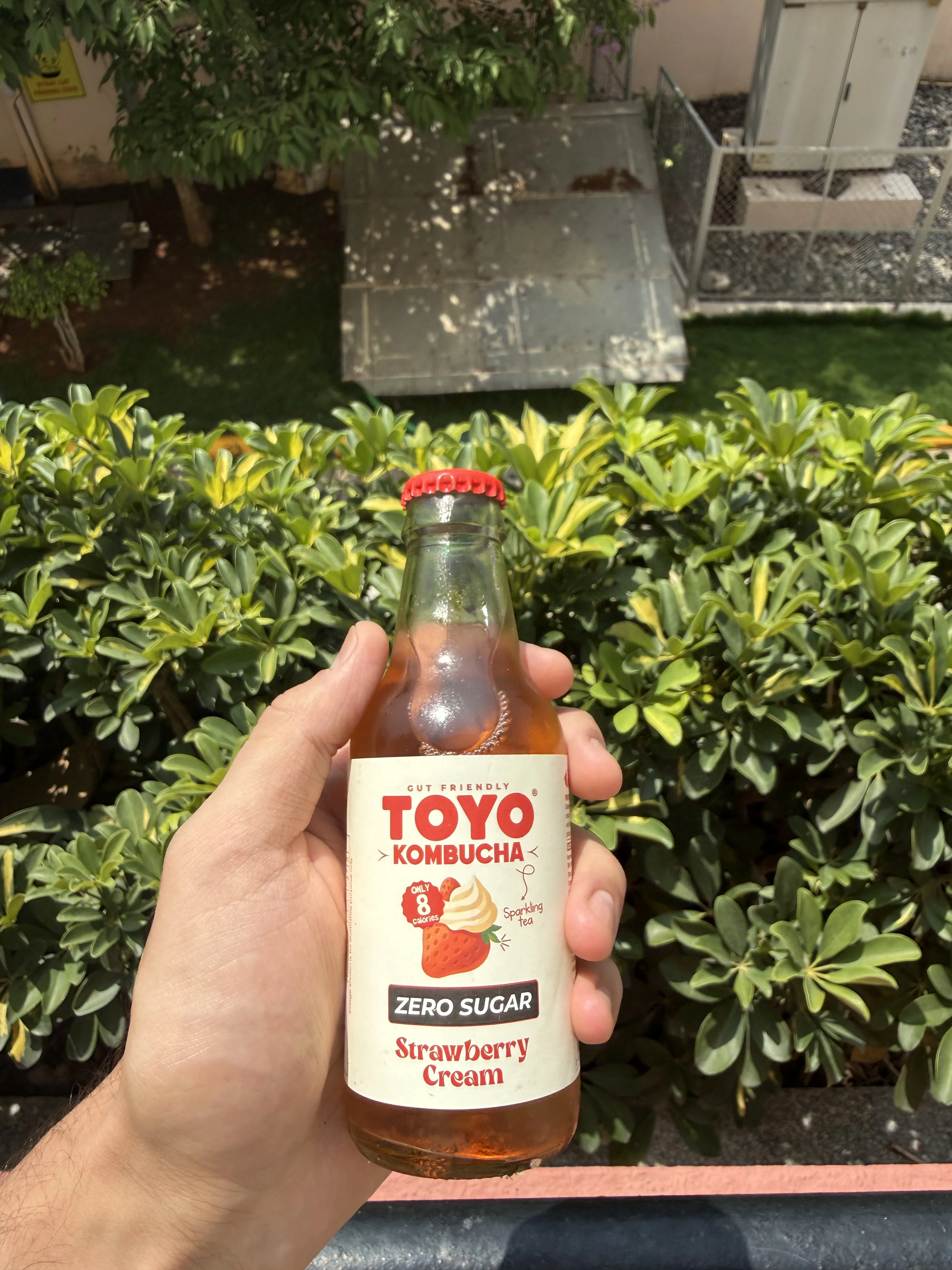 Kambucha bottle 1